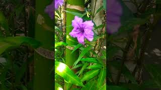 #Zs garden #plants #garden  #outdoorplants #shortvideo #shorts