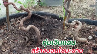 ทุ่มเงินแสน สร้างอาณาจักร บอนไซมะขาม บอนไซ บ้านมด