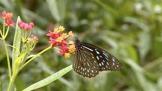 Spectacular butterfly boom appears in SW China's Yunnan