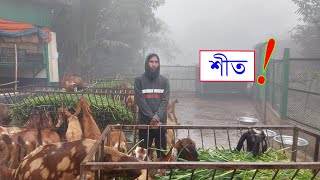 শীতে ছাগলের ঘরে তাপের ব্যবস্থা করুন || 01988883103 || Goats in winter