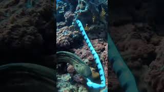 সামুদ্রিক সাপ ও ইল মাছ Sea Snake VS Ell Fish #snake #sea #ellfishing #fighting #underwater #travel