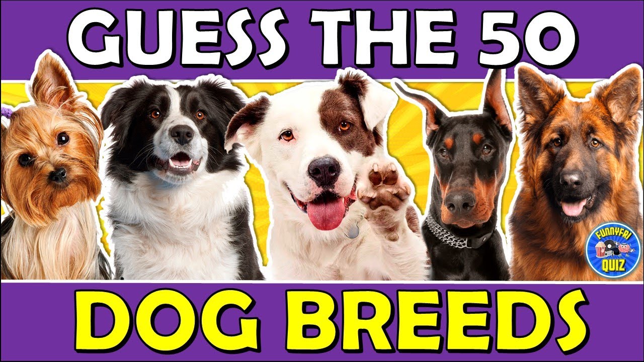 Guess The "DOG BREED" QUIZ! 🐶 Challenge/Trivia/Test - YouTube