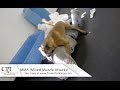 MMA Video (Mixed Muzzle Attack):  A Protection Dog Video