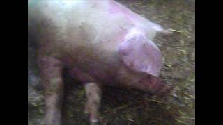 333 - African Swine Fever clinical presentation in the field