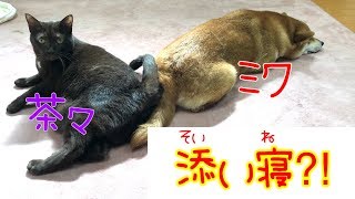 ミクと茶々がくっついた！添い寝？！