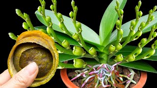 Only 1% of the world's population knows! This method helps the orchid plant grow many healthy tips