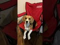 自分の椅子を用意されてご機嫌なビーグル犬 いぬ dog