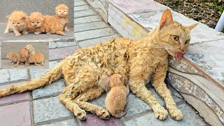 A man helped a dying cat and her kittens. You won't believe what happened next!