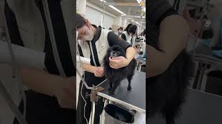 カコトリミングスクール2年生のトリミング実習　～お客様の愛犬ポメちゃんをカット～ #dog #トリマー #犬 #学校 #専門技術 #資格 #カット