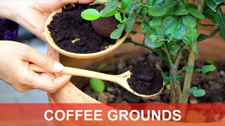 10 Smart and Unusual Uses For Used Coffee Grounds