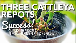 SUCCESSFUL CATTLEYA ORCHID REPOT | REPOT - WATERING - FERTILIZING - GROWTH | HOW TO REPOT CATTLEYA