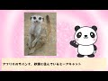 【ミーアキャット】サソリ？コブラ？ごちそうさま。ミーアキャットの面白い生態【生き物・動物トリビア・雑学】