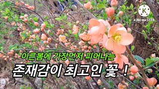 노지월동 잘하고 꽃이귀한 이른봄에 예쁘게 피는꽃