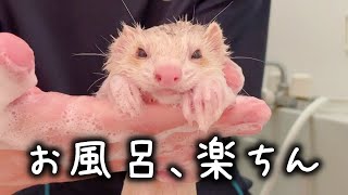 gentle ferret bath