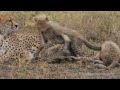 Cheetah Cubs Reunite with their Mother