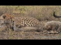 Cheetah Cubs Reunite with their Mother