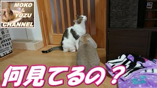 うさぎに注意される猫（モコ＆マロン＆ゆず）A cat to be noticed by rabbits