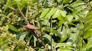 Agricultural Pest: Mating behavior of Stink Bugs (Tessaratoma papillosa) 農業害蟲：荔枝椿象的交尾行為