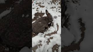 RABBIT, OMG Animals SOO Cute! AWW Cute baby animals, CUTEST moment of the Animal Planet 兔子 #43