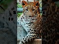 110 daily dose of random thoughts dailydose daily random thoughts interesting zoo leopard