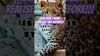 #110 Daily Dose Of Random Thoughts #dailydose #daily #random #thoughts #interesting #zoo #leopard