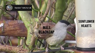 Male Blackcap feeding on sunflower hearts