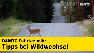 Sicher im Herbst - Tipps bei Wildwechsel | ÖAMTC Fahrtechnik