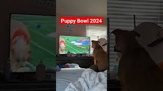 Dog Watching Puppy Bowl 2024