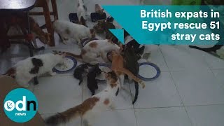 British expats in Egypt rescue 51 stray cats