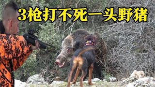 5条猎狗围攻1头野猪，野猪王连中3枪依旧勇猛攻击，场面惊心动魄