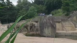 Elefantenbaby im Wasser. Kölner ZOO