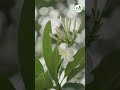 Champa / Plumeria White Flowers | #nature #gardening #gardeningtips