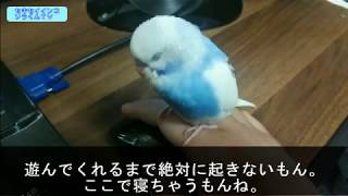 【セキセイインコ】そらくんの居眠り動画。わざわざそんなところで寝なくてもいいのに(笑)