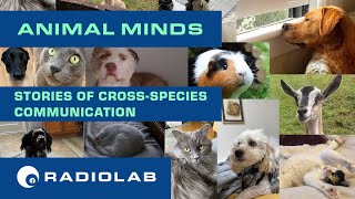 Animal Minds | Radiolab Podcast