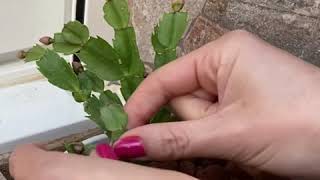 COMO REPRODUCIR ESQUEJE DEL CACTUS DE NAVIDAD🎄(germinando en vermiculita)25/11/2020