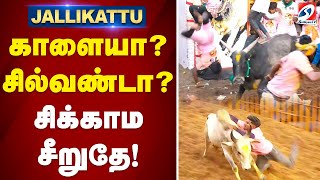 காளையா சில்வண்டா சிக்காம சீறுதே! | jallikattu videos 2025 | avaniyapuram | jallikattu madurai |