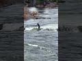 short board river surfing 🏄‍♂️. whitewater channel waves.