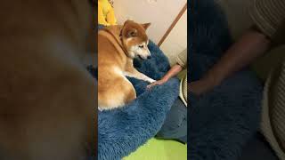 柴犬福 おばあさんに触られたくない柴犬😂Grandma and Shiba🤣#shorts #shibainu #tiktok #柴犬 #perro #시바견 #funny