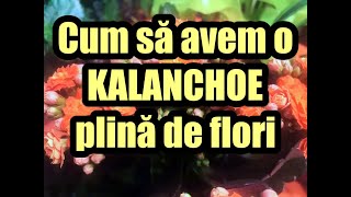 Cum să avem o KALANCHOE plină de flori - #ingrijireaflorilor