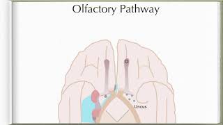 Neuroanatomy with Chimmalgi