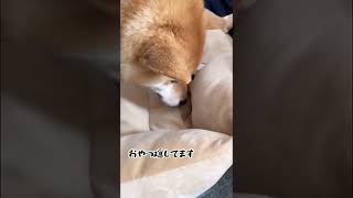 大好きなおやつをエアで砂かけして隠す柴犬