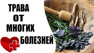 Самая мощная трава для сердца, надпочечников, нарушение мозгового кровообращение, суставов, кожи