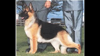 1995 Westminster KC Herding Group Ch. Altana's Mystique