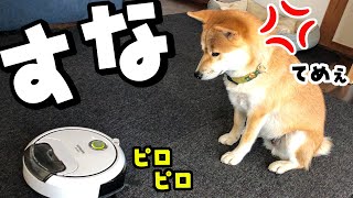 柴犬がルンバ的掃除機とついに決着！怒りを燃やし掃除ロボットと戦う柴犬がかわいい♡