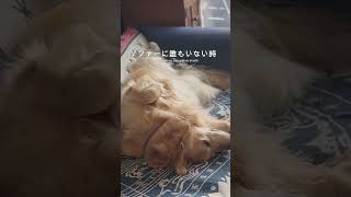 僕のソファだから#ゴールデンレトリバー #癒し #自宅カフェ #愛犬 #大型犬 #empanada #shorts