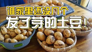 家里土豆发芽了？免费！从种土豆到收土豆全过程