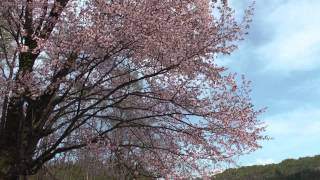 龍泉寺墓地の桜　2015/5/3　福島県只見町布沢　00066