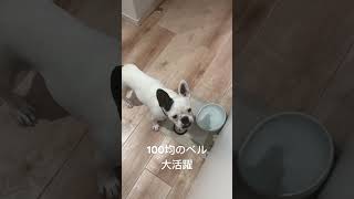 #フレンチブルドッグ #フレブル #frenchbulldog #dog #手作り #クッキー #チャレンジ