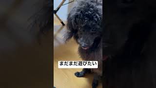 百獣の王獅子丸♂どんなに疲れていても遊びたい