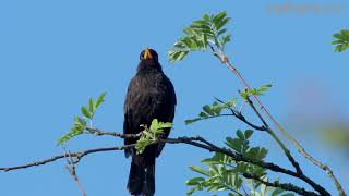 Male Blackbird (Turdus merula) singing, Bavaria, Germany, April.